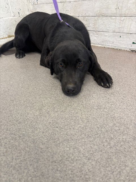 CANDACE - Labrador Retriever available for adoption