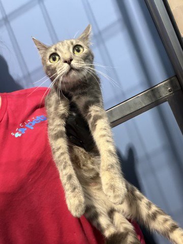 TRIS - Domestic Short Hair available for adoption