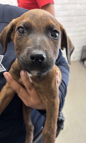 BALOO - Pit Bull Terrier available for adoption
