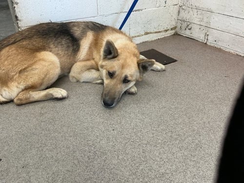 PHOEBE - German Shepherd Dog available for adoption