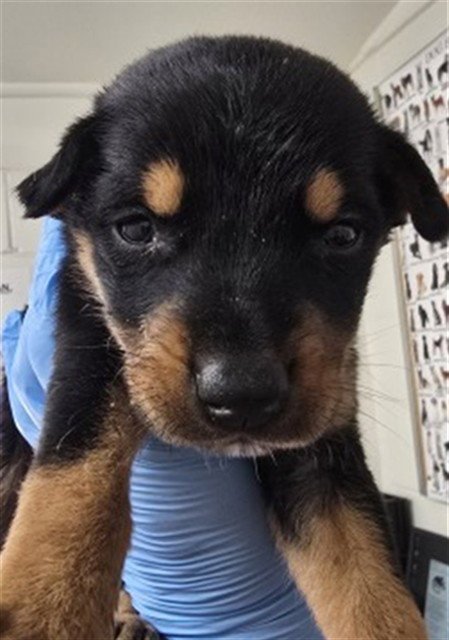 BAILEY - German Shepherd Dog available for adoption