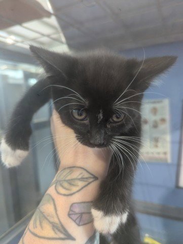 MEOWTH - Domestic Short Hair available for adoption