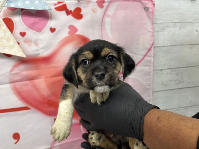 RILEY - Beagle available for adoption