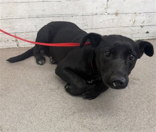 MOZZARELLA - Labrador Retriever available for adoption