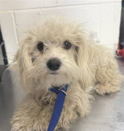 ASHLEY - Maltese / Poodle (Miniature) available for adoption