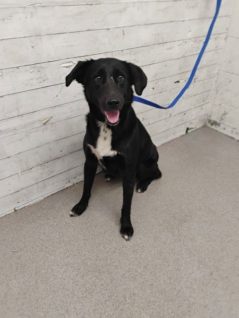 MISS WAGGLETON - Labrador Retriever available for adoption