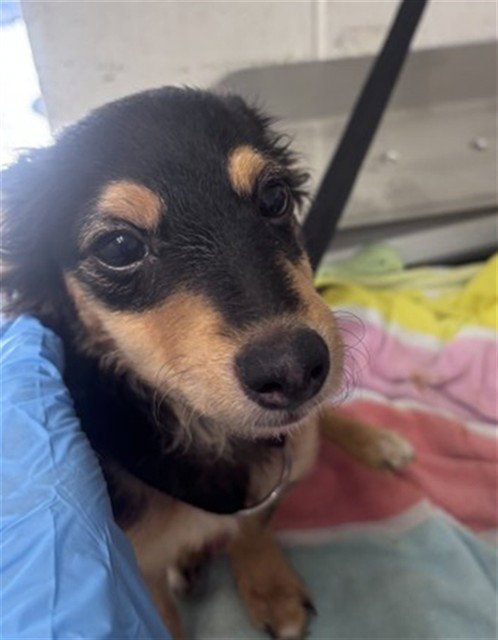 A597279 - Dachshund available for adoption