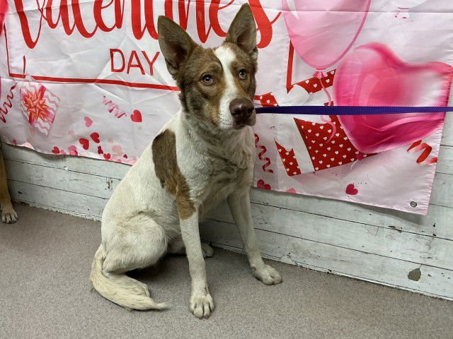 ABE - German Shepherd Dog available for adoption