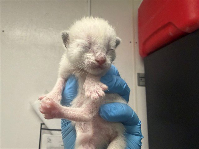 MEREDITH Image