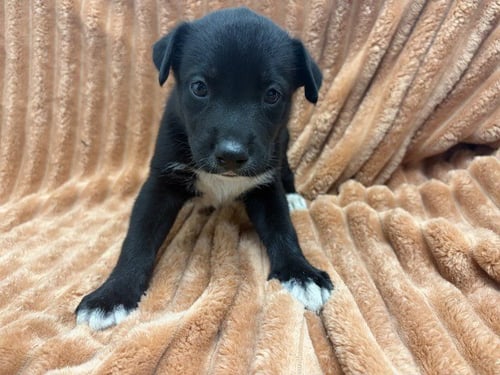 SHANNA - Pit Bull Terrier available for adoption