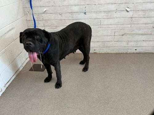 DUCHESS - Cane Corso Mastiff available for adoption