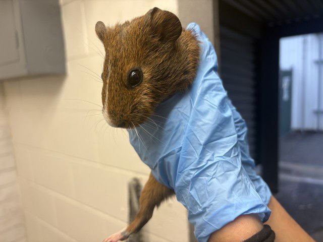 BEAN - Guinea Pig available for adoption