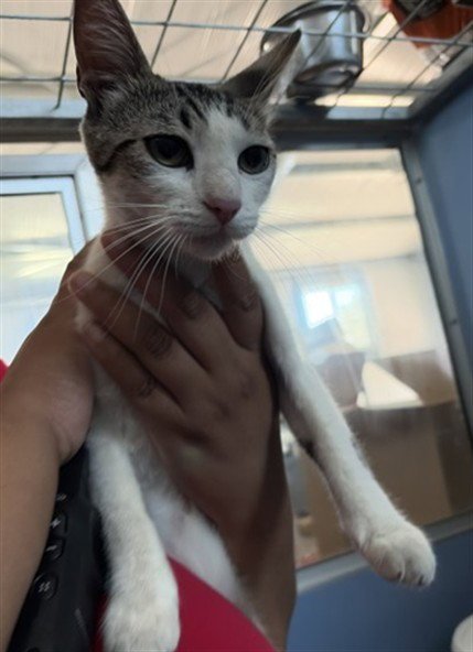 COOKIE ANN - Domestic Short Hair available for adoption