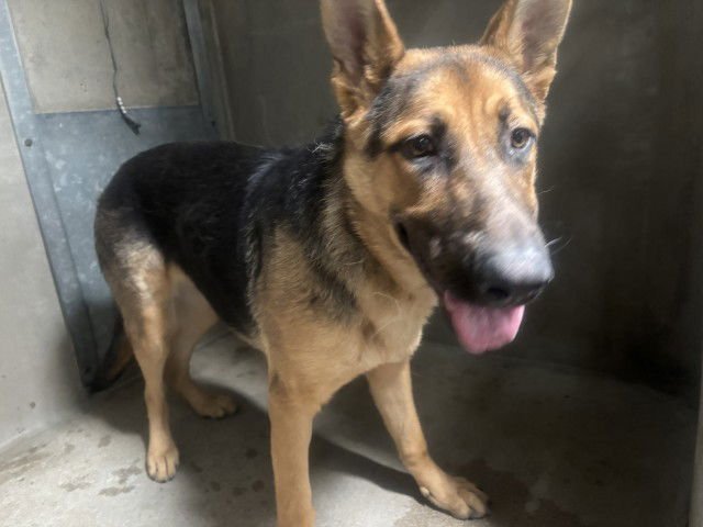 DEHLILAH - German Shepherd Dog available for adoption