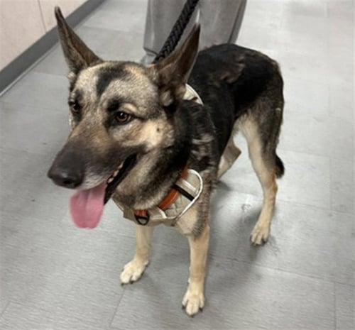 PIPER - German Shepherd Dog available for adoption