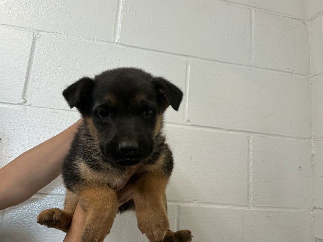 ACORN - German Shepherd Dog available for adoption