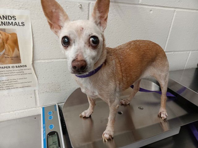 CINDY LOU - Chihuahua available for adoption