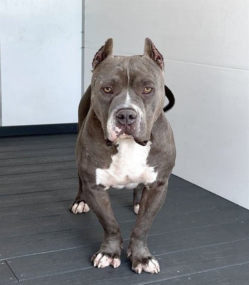 TIC TAC - Pit Bull Terrier available for adoption