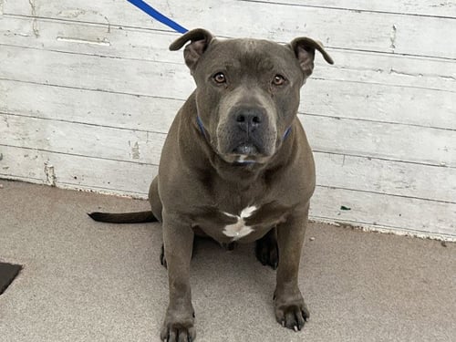 CHIP - Pit Bull Terrier available for adoption