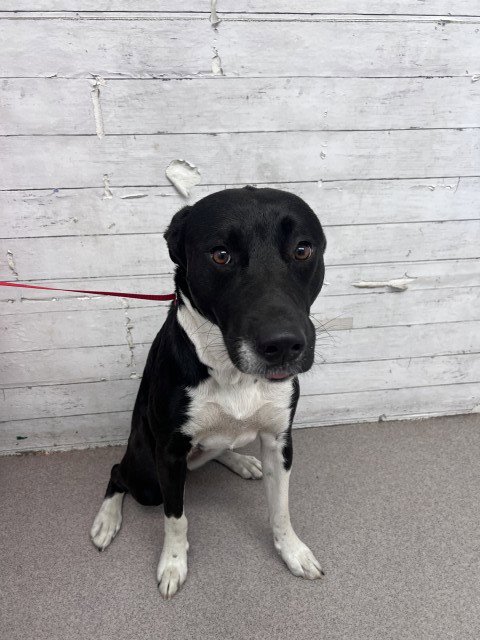 MAEVE - Labrador Retriever available for adoption