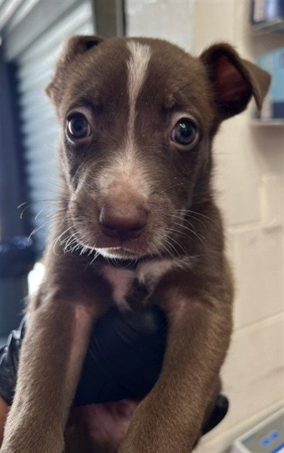ZAYN - Pit Bull Terrier available for adoption