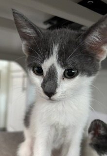 LEAH - Domestic Short Hair available for adoption