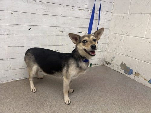 PICHU - Chihuahua available for adoption