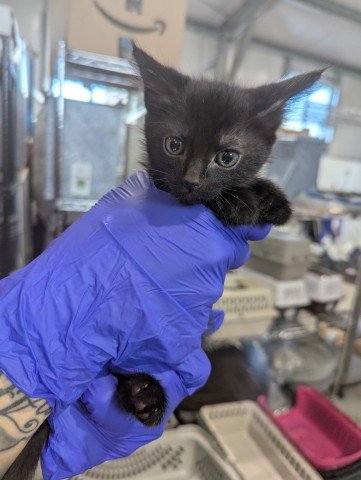 DONNA - Domestic Short Hair available for adoption