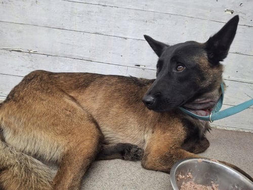 PUMKIN - Belgian Shepherd Malinois available for adoption