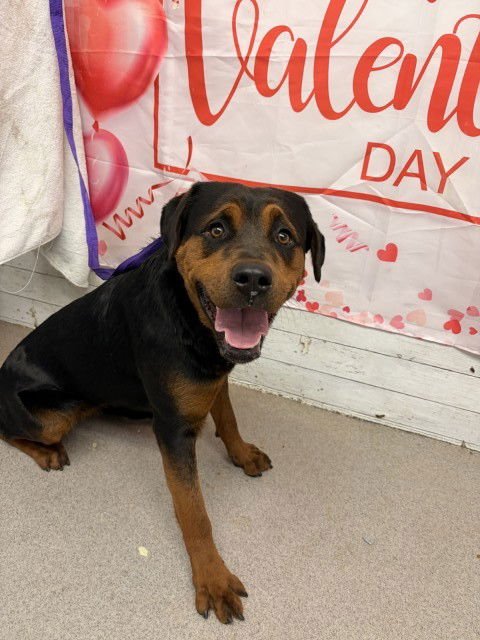 OLIVE - Rottweiler available for adoption