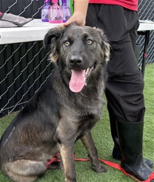 SNICKERS - Labrador Retriever / Belgian Shepherd Malinois available for adoption