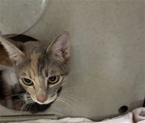 HAZEL - Domestic Short Hair available for adoption