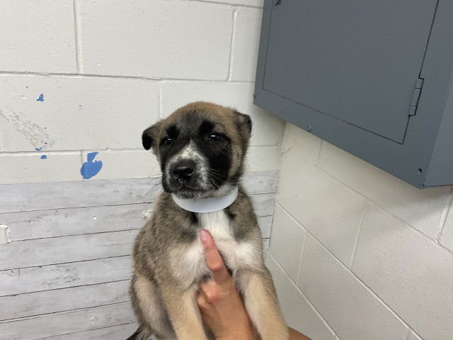 AHSOKA - German Shepherd Dog available for adoption