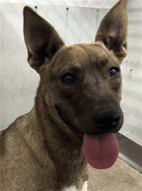 PAULINA - Belgian Shepherd Malinois available for adoption