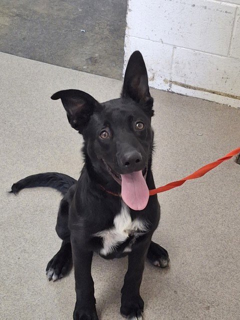 BOLT - Labrador Retriever available for adoption
