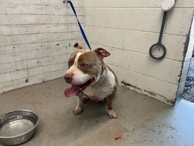 SIMON - Pit Bull Terrier available for adoption