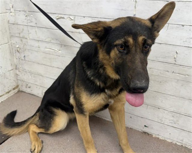 RUBY - German Shepherd Dog available for adoption