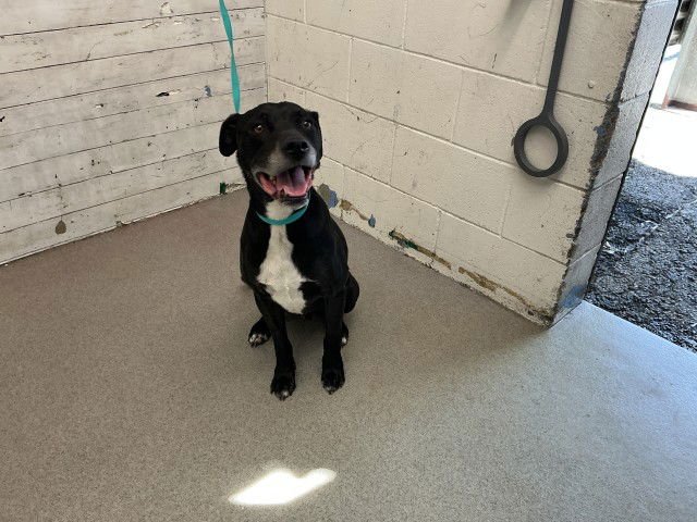 APOLLO - Pit Bull Terrier available for adoption