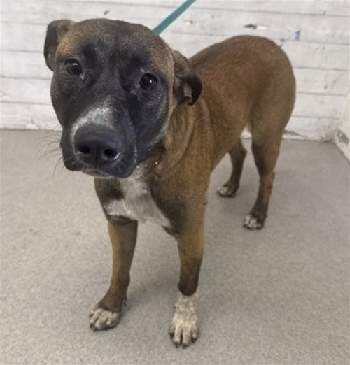 DELIA - Pit Bull Terrier available for adoption