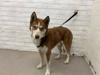 ALPHA - Photo 1