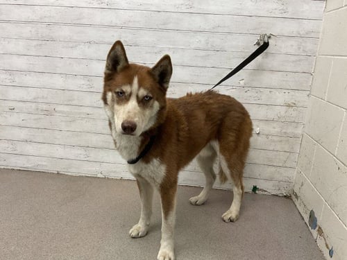 ALPHA - Siberian Husky available for adoption