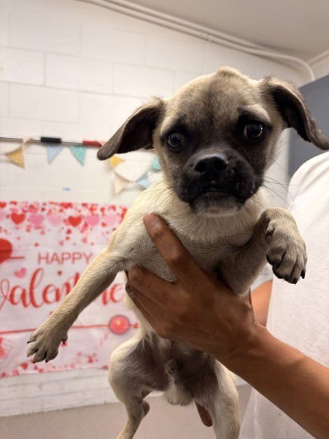 MUFFIN - Chihuahua / Pug available for adoption