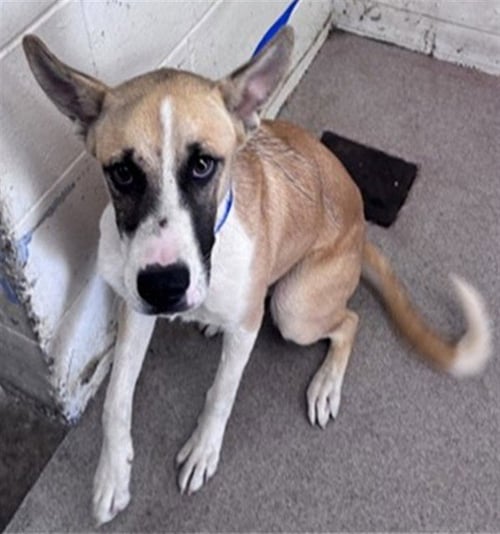 ZOE - German Shepherd Dog / Boxer available for adoption