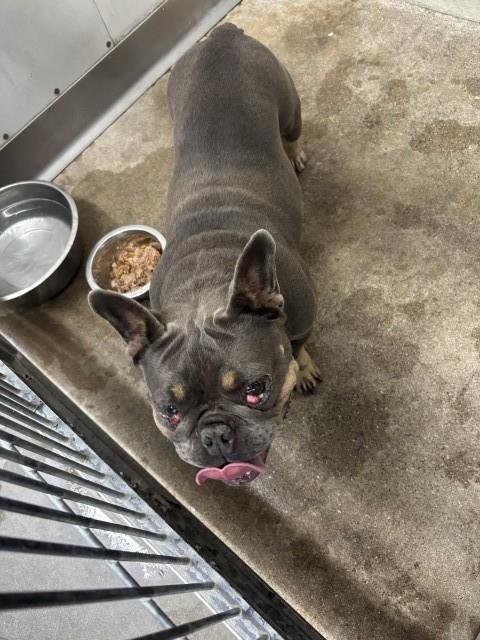 CECE - French Bulldog available for adoption