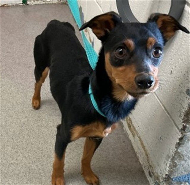 ACE - Miniature Pinscher available for adoption