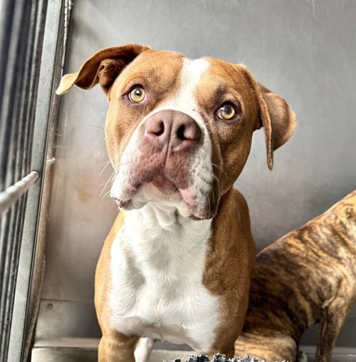 DAWG - Pit Bull Terrier available for adoption