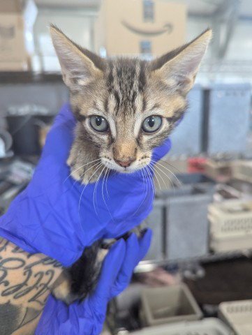 MIGUEL - Domestic Short Hair available for adoption