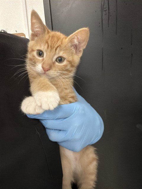 SIMBA - Domestic Short Hair available for adoption