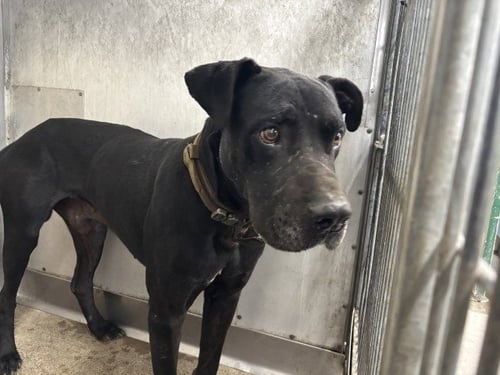 FFOKCAB - Great Dane available for adoption
