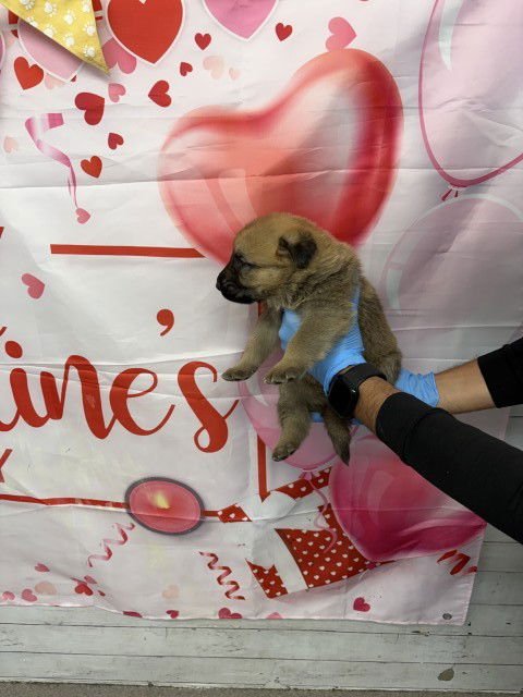 A589969 - Dutch Shepherd available for adoption